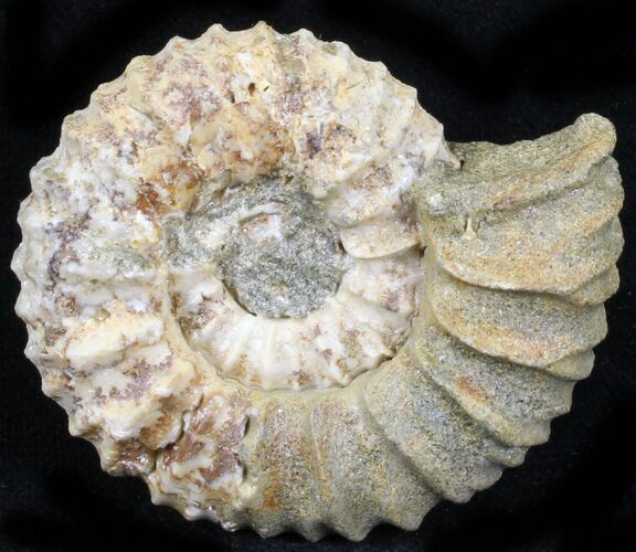 Pavlovia Ammonite Fossil - Siberia #29744